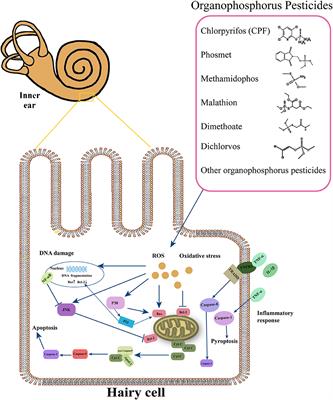 Exploring the effects and mechanisms of organophosphorus pesticide exposure and hearing loss